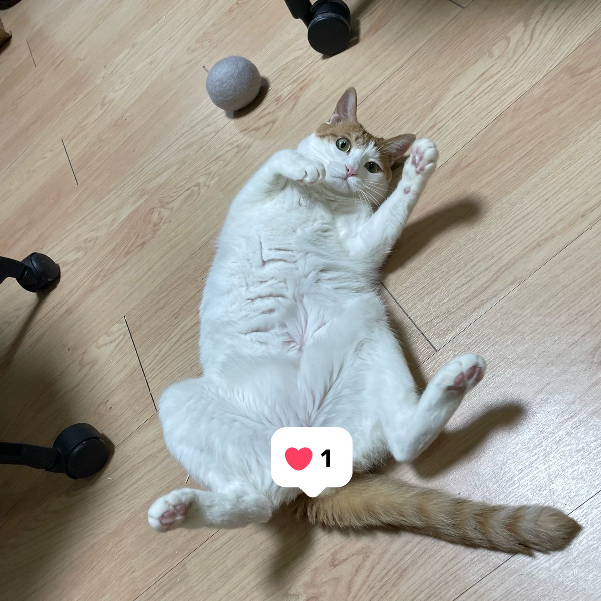 danbi0139's tweet photo. 역삼각형 몸매 아니구
그냥 삼각형,, https://t.co/KTdNEZ2fGN