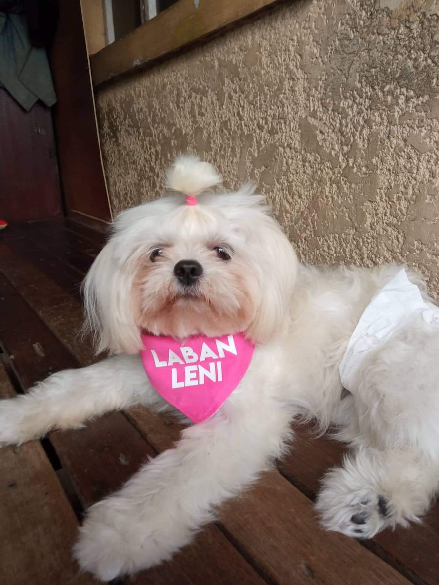 kimchiloo's tweet image. #PetsforLeni