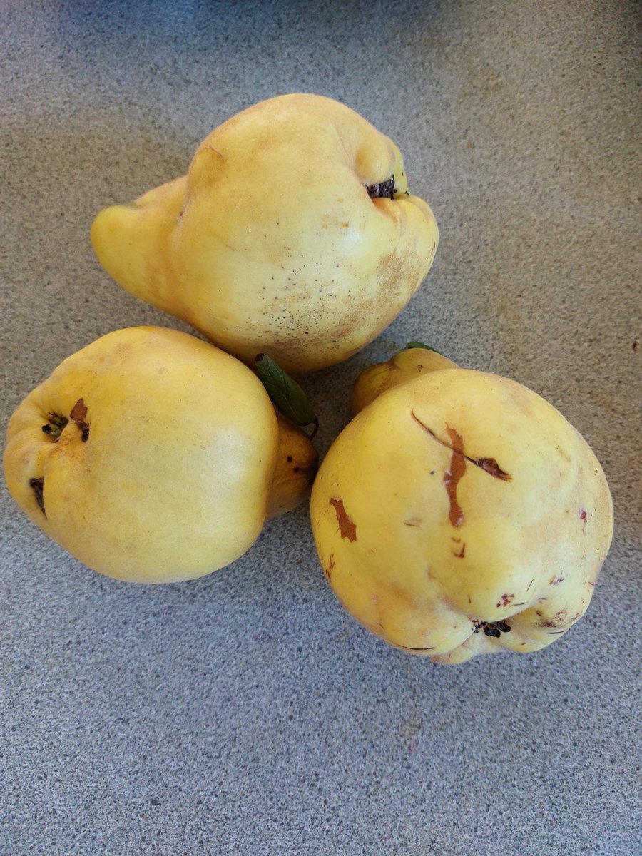 annamh_nz's tweet image. I love the beautiful fragrant aroma of quinces... #isolationbaking