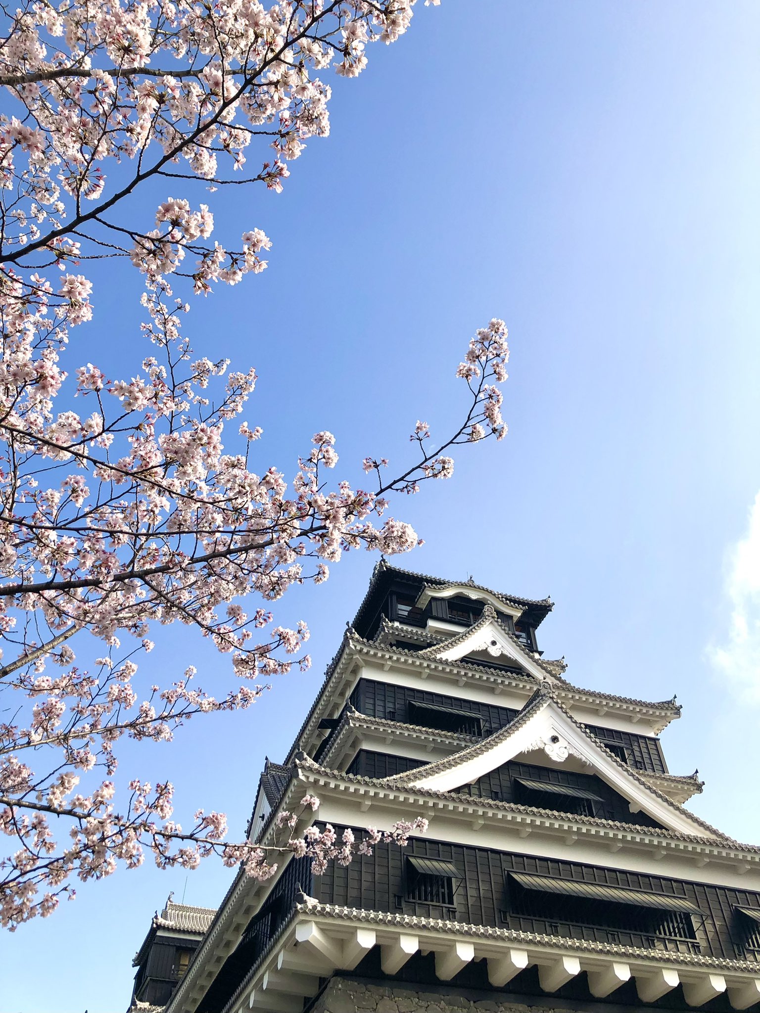 熊本市長 大西一史 Fullyvaccinated 熊本城の桜 はまさに見ごろです 復活した天守閣も まだ傷ついたままの櫓にも桜は美しく咲き誇っています 桜の時期にあわせて4月3日まで熊本城特別公開時間の延長と行幸坂 車道部分 を夜間一般開放しています 夜桜も 熊本市長 大西一史 Fullyvaccinated 熊本城の桜 はまさに見ごろです 復活した天守閣も まだ傷ついたままの櫓にも桜は美しく咲き誇っています 桜の時期にあわせて4月3日まで熊本城特別公開時間の延長と行幸坂 車道部分 を夜間一般開放しています 夜桜も
