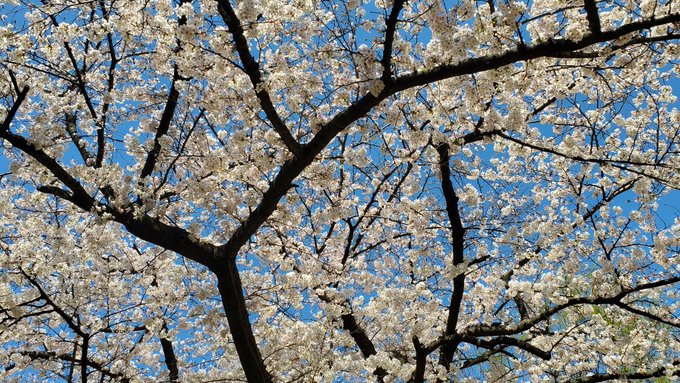 満開だぁ(*'∀`*) 