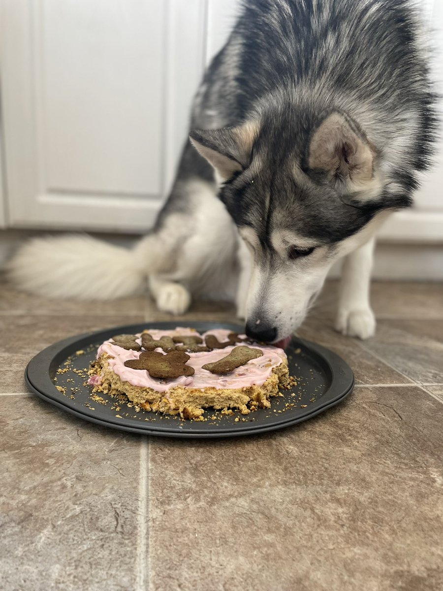 go.shilo tweet media