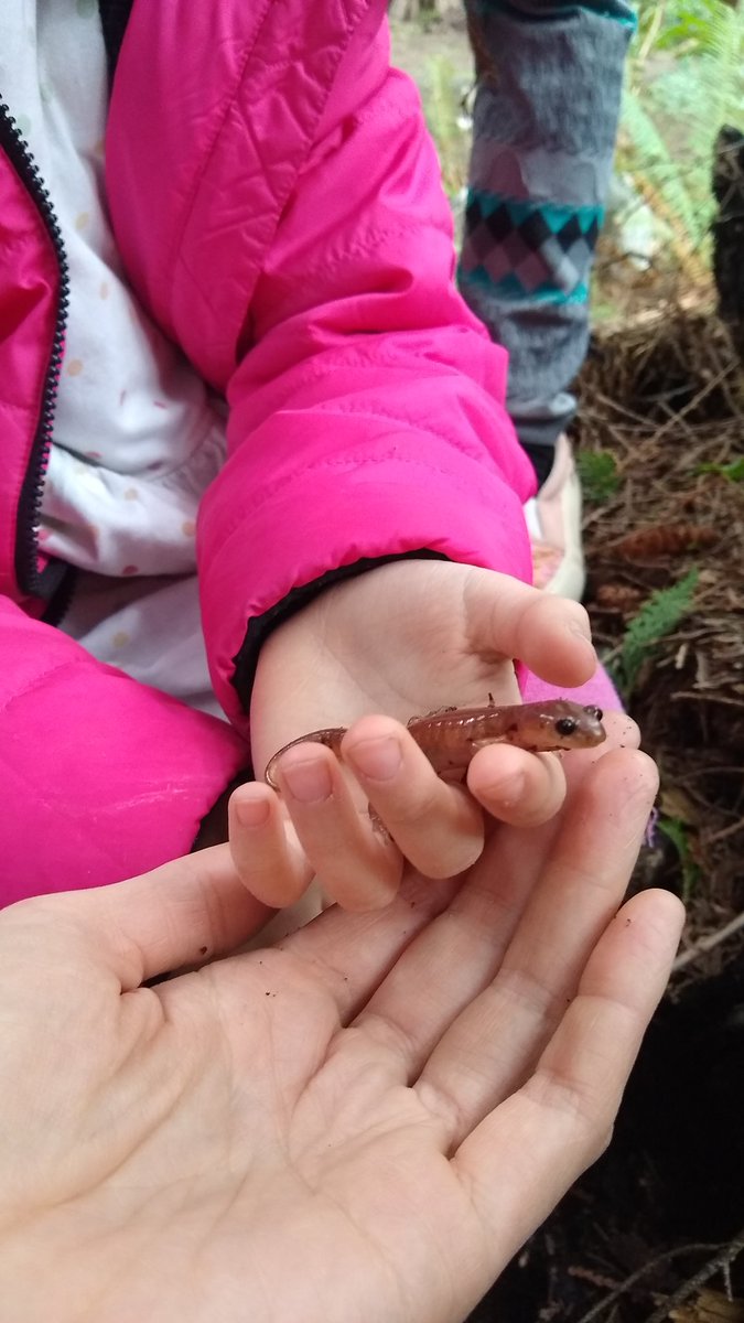 mapholder's tweet photo. We let our #salamander go today. #notnewt #socute https://t.co/ORl5JfuDyY