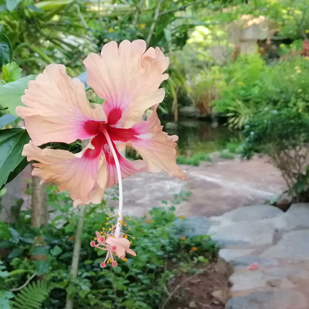 Butterfly Paradise tweet media