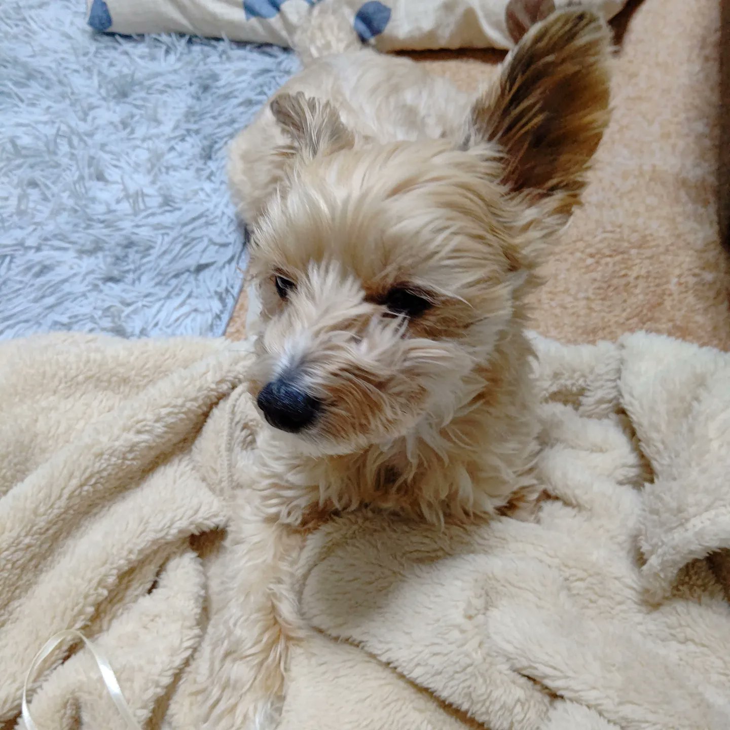 Chaty トリミング前のボサボサティティさん 明日はトリミング 頑張ろうね 愛犬 ちわぷー ミックス 犬 Mix犬 トリミング前 ボサボサ犬 ちわぷー男の子 T Co Kjdaxgf5da Twitter