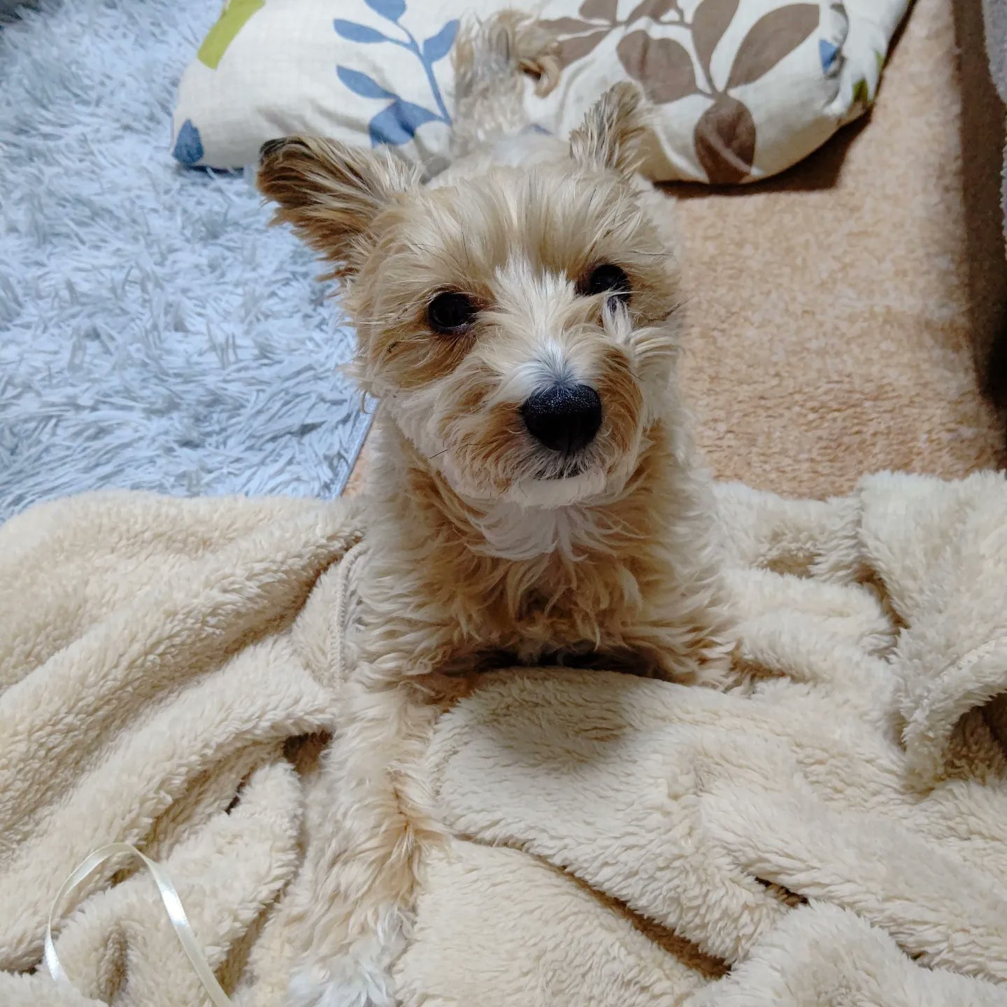 Chaty トリミング前のボサボサティティさん 明日はトリミング 頑張ろうね 愛犬 ちわぷー ミックス 犬 Mix犬 トリミング前 ボサボサ犬 ちわぷー男の子 T Co Kjdaxgf5da Twitter