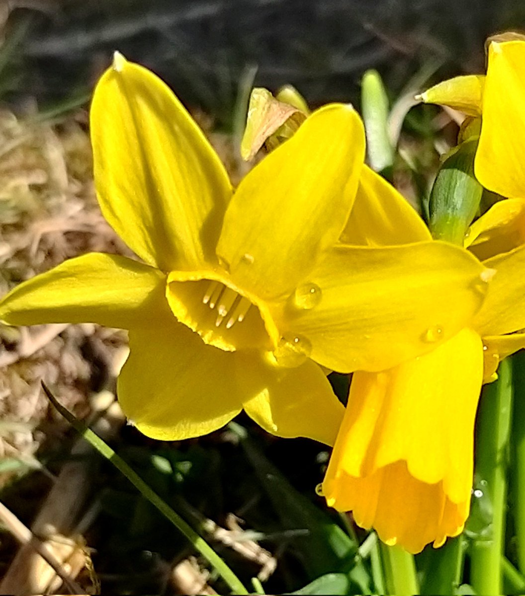 Guten Morgen 🏵☀️💛!
#YellowSunday #Flowers #springblossom #NaturePhotography #goodmorning #wildflowers #nature #macrophotography