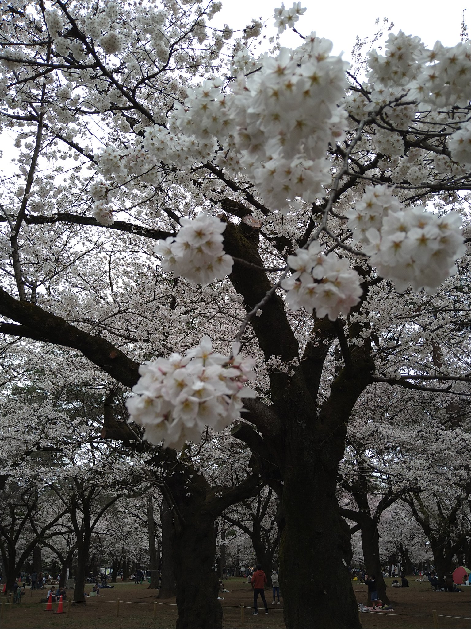大宮公園の桜 Twitter Search Twitter