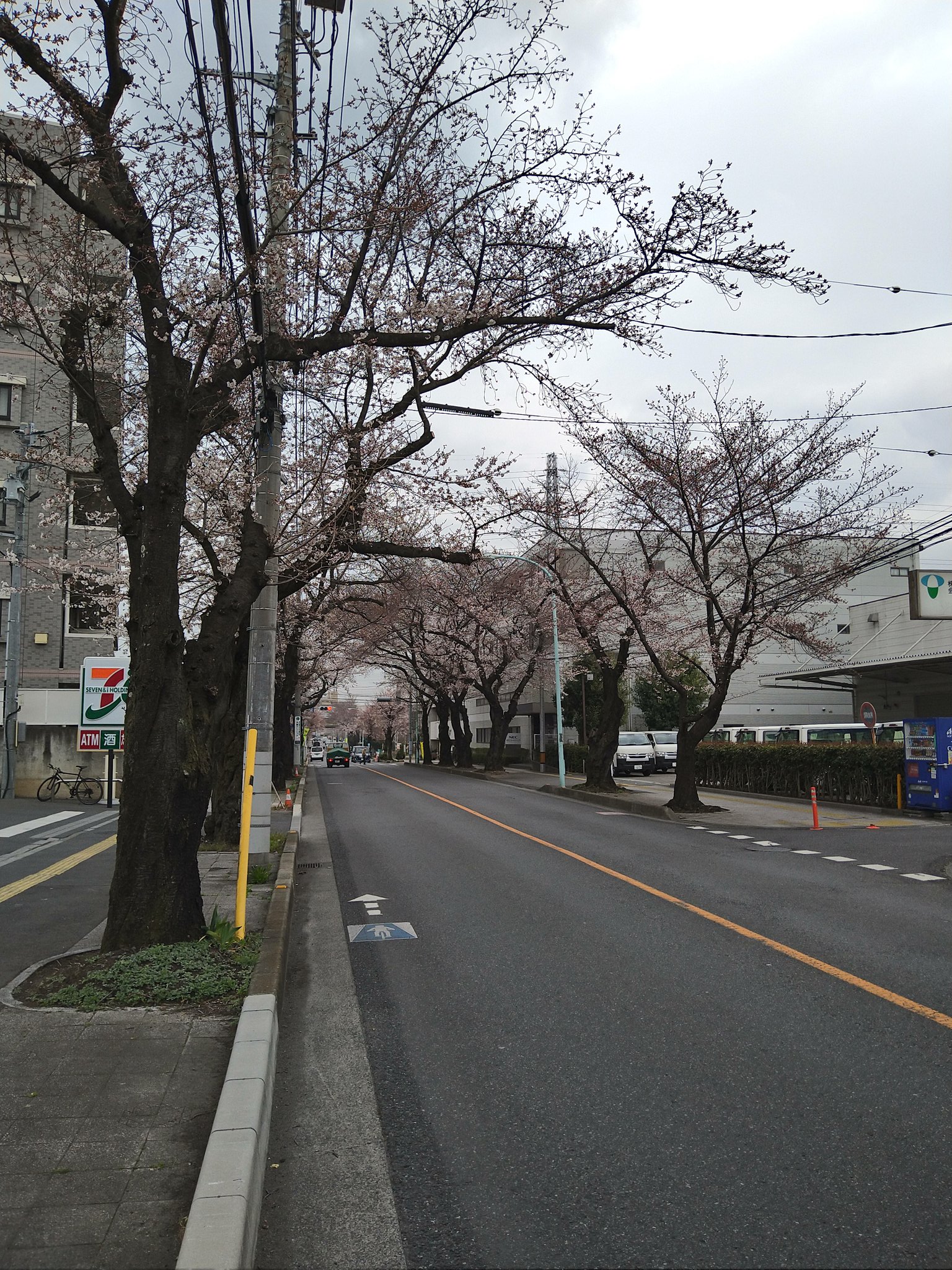 大宮公園の桜 Twitter Search Twitter