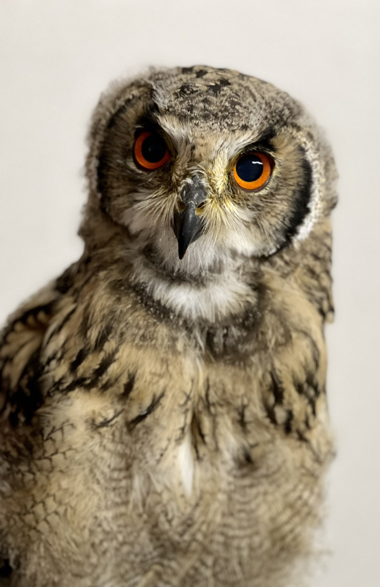 フクロウ可愛い Twitter Search Twitter
