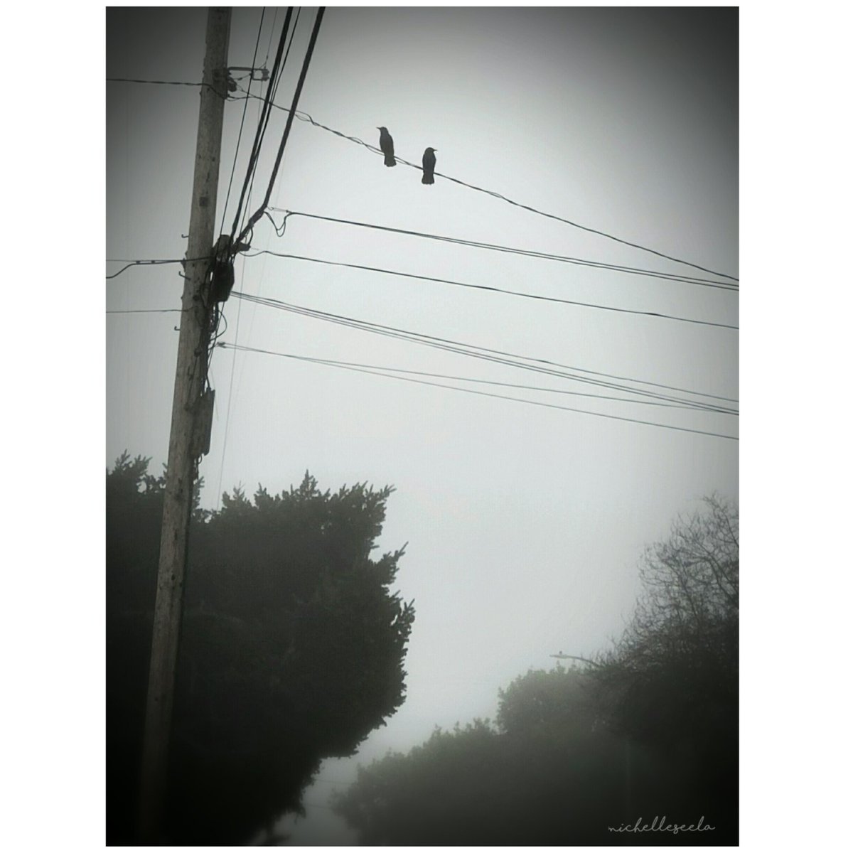 dancingnancyla's tweet photo. #spring #morning #pleasurepoint  
#santacruz #blackandwhite #birds https://t.co/uDVhnShnUc