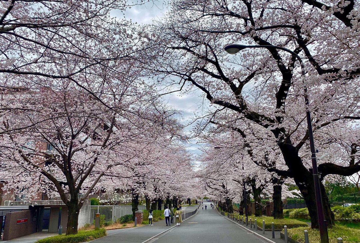 CJFentiman's tweet photo. Koganei Park is the fifth-largest park in the Metropolitan Tokyo Area, there are numerous varieties of plum trees in the park bloom in March, and the Cherry trees in April. It has over 2,000 sakura trees on its grounds.

#sakurazutsumi #桜堤
#小金井公園　#plumtrees #koganeipark https://t.co/qAGAOEDYyX
