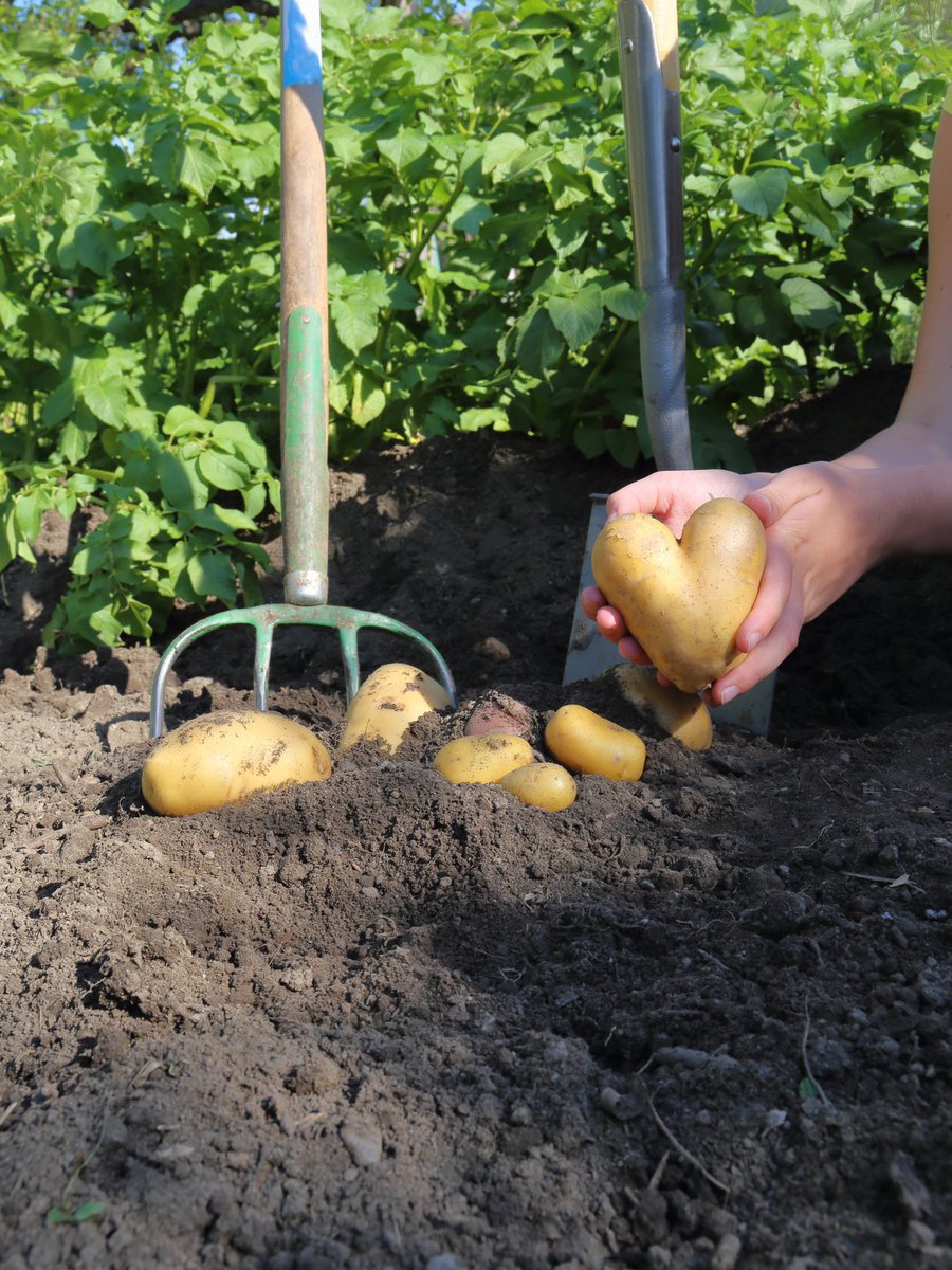 Blas y Tir tweet media