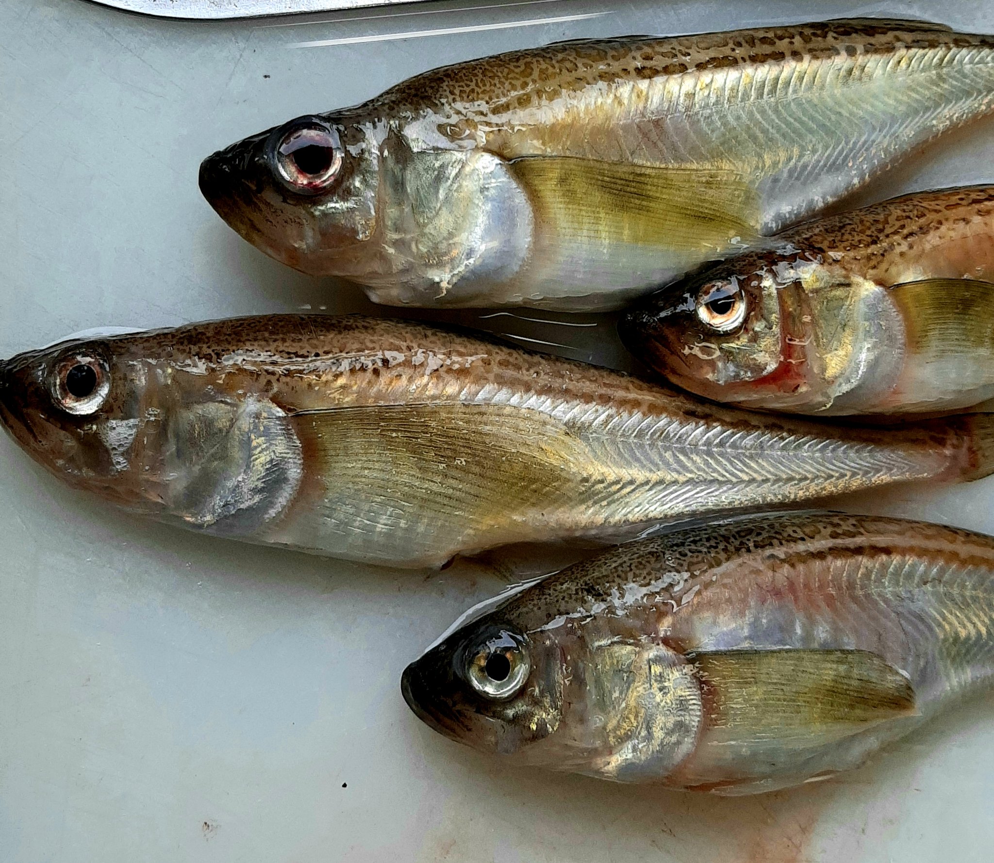 ねこけち Auf Twitter ポート赤碕にハタハタの刺身用が売っとった トロハタと言うらしい 皮の剥ぎ方が分からんかったけ アジと同じようにしたけど 剥きにくかった 味は 最初は脂があるかなーって感じるけど すぐ消えて淡白な感じになる 白身魚の甘味みたいなん