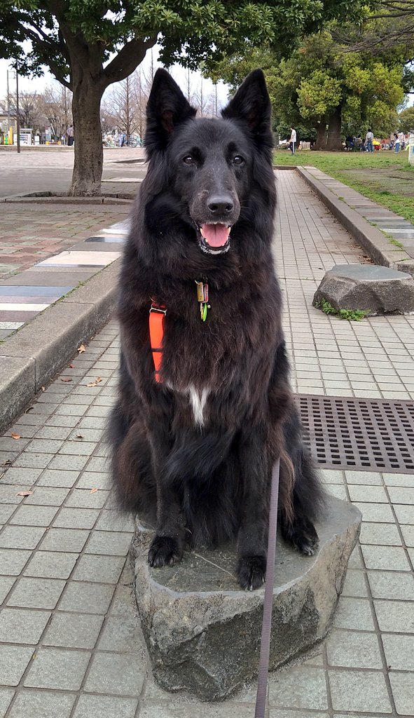 へちまこ７ Golgo13m16a ベルジアンシェパードのグローネンダールです ベルジアンシェパードは4種 他に茶色ベースのタービュレンと短毛のマリノア モジャ毛のラケノア 一昨年までタービュレンもいたんです T Co J5ljnokfb1 Twitter