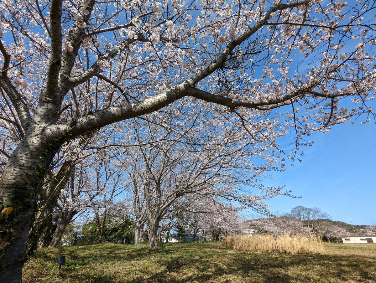 kurate_gakuen's tweet photo. 【桜状況】
撮影しやすくトリミングしてみました♪
本日、7分咲といったところでしょうか。
ともあれ、天気が荒れなければ今週いっぱいが見頃ですね。
お弁当持ってくるもよし、バーベキューするもよし。
思い立ったら「くらて学園」へ。
お待ちしています。 https://t.co/4FWsHksMc9
