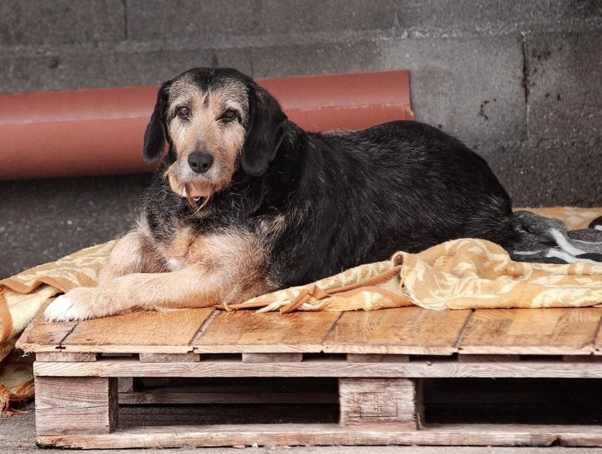SosAbuelos1's tweet photo. #ARLETT (8 AÑITOS) #ORENSE
Lleva más de 6 años encerrada. Está harta, ha dejado de comer. 😩
Cuando te acercas, te mira, llora, se desespera... Y tiene razón, no debiera de estar allí, es una abuela! 😔
progapeourense@hotmail.com https://t.co/Lj6eP1CYpz