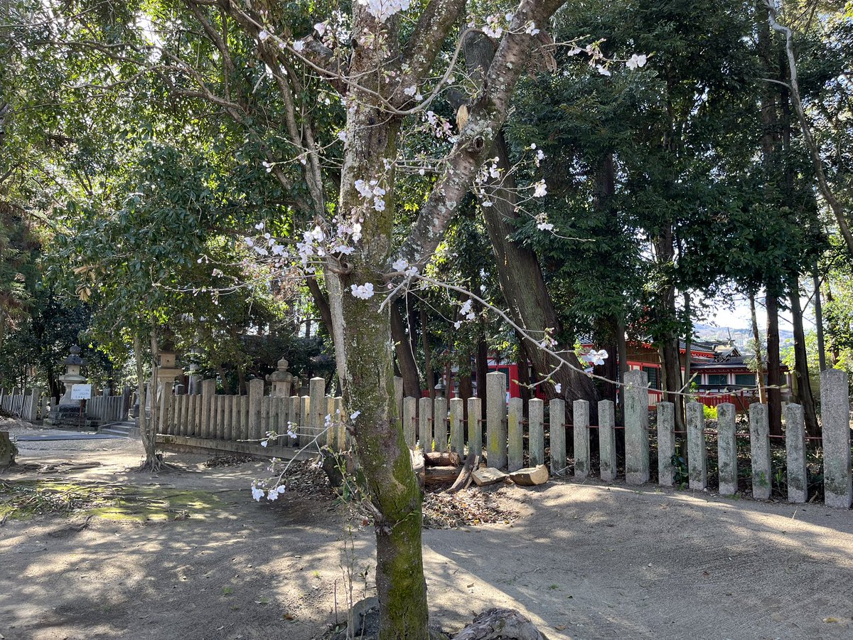 久しぶりの更新となりますが、本日3月27日は「さくらの日」というそうです。境内の桜も咲いてきており、春の訪れを感じます。
#奈良県
#王寺町
#久度神社
#桜
#桜の日
#さくらの日