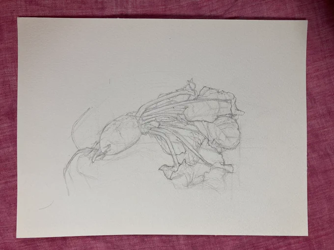 下描き。 