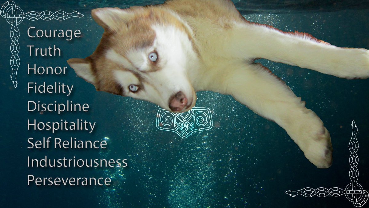 Spear (thy red husky) honors the Norse code. #spear #husky #nordikax #nordika #norse #viking