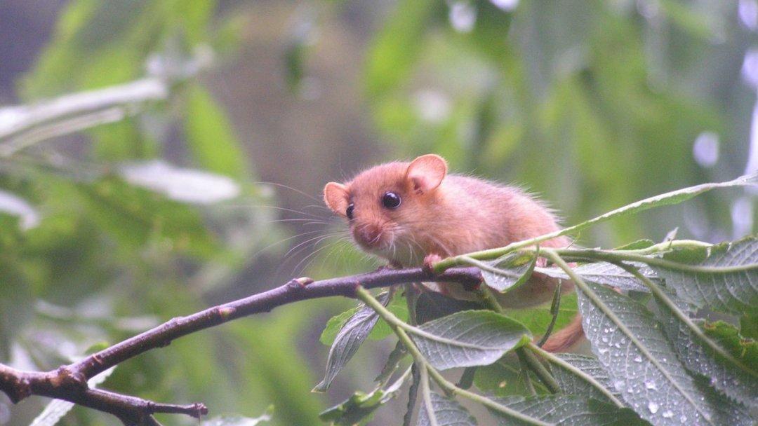 WWF_Suisse's tweet photo. RT @lenouvelliste: Jolies frimousses de rongeurs: le #muscardin, méconnu du grand public, est présent jusqu'au Simplon. (3/3) https://t.co/IZIeg9NXXT https://t.co/Mg82rWwXCI