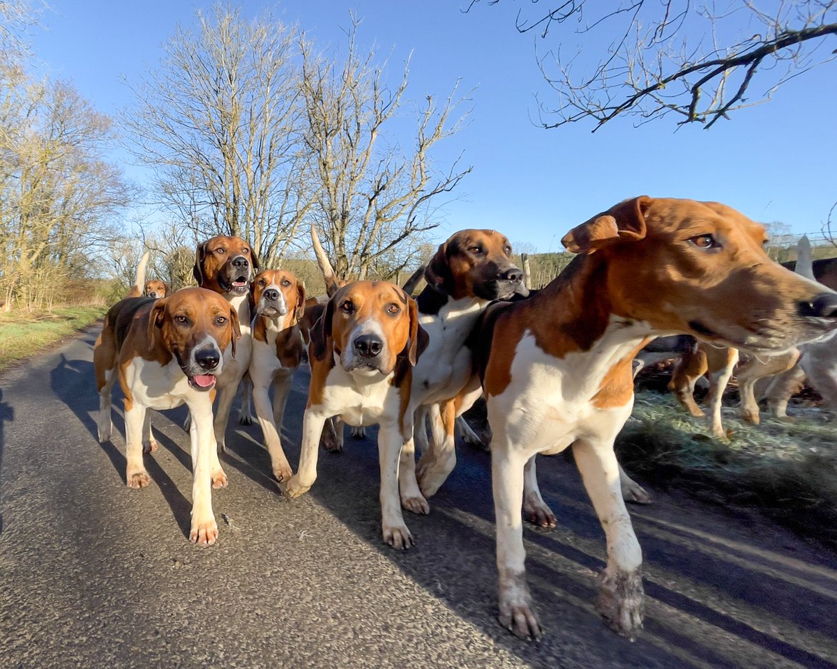 lurcherwork's tweet photo. #foxhounds #houndexercise #keephunting #hounds #workingdogs https://t.co/BMSD47uf1D