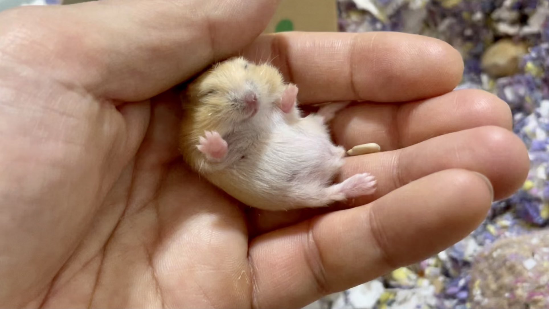 Netgeek動物 ハムスターの赤ちゃん ベビハムは超絶可愛い Netgeek T Co Sizkmjkjpz T Co Qrx93arqvh Twitter Netgeek動物 ハムスターの赤ちゃん ベビハムは超絶可愛い Netgeek T Co Sizkmjkjpz T Co Qrx93arqvh Twitter