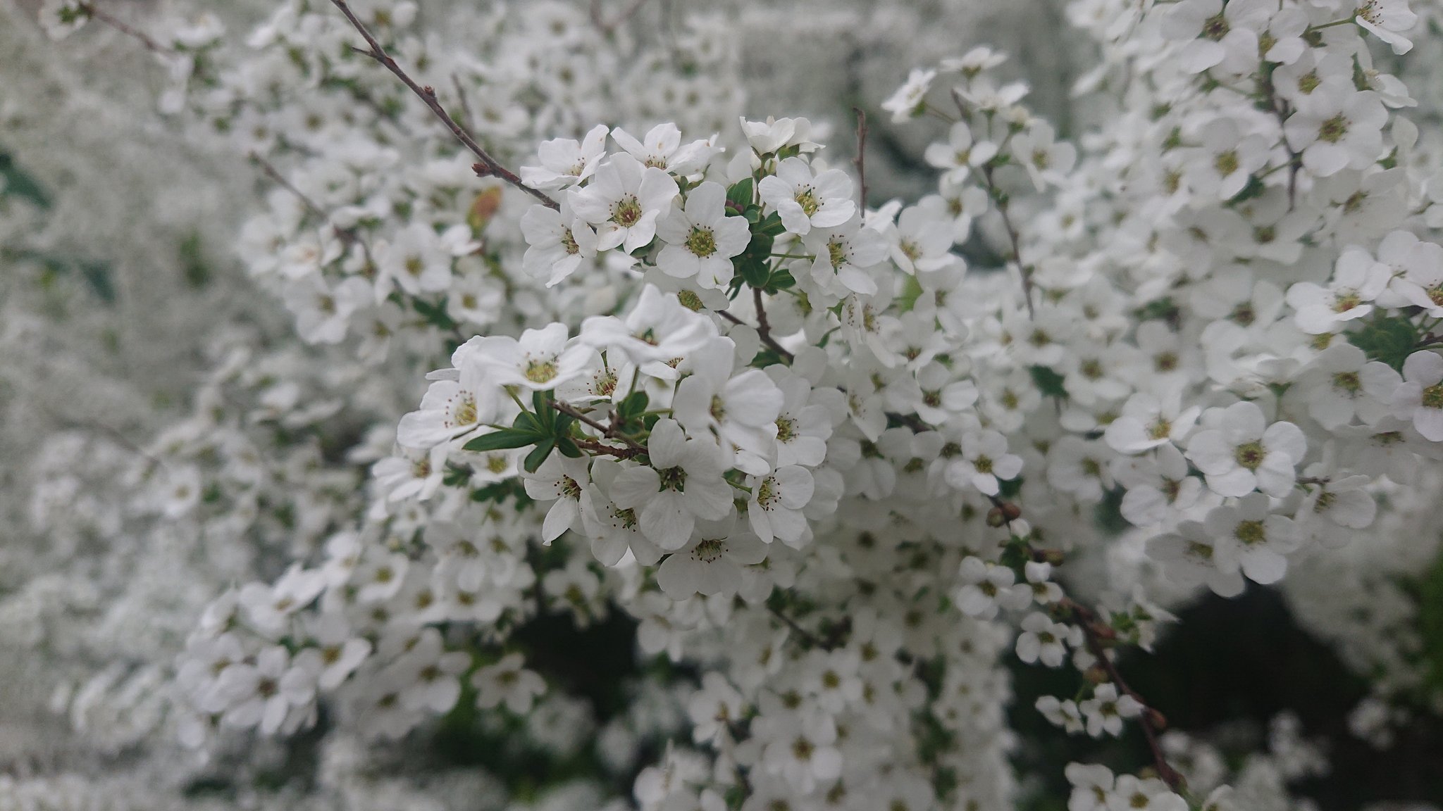 植物図鑑 Twitter Search Twitter