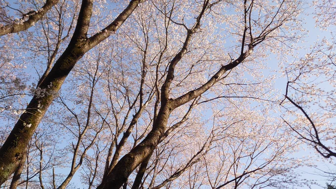 地元の神社の桜 