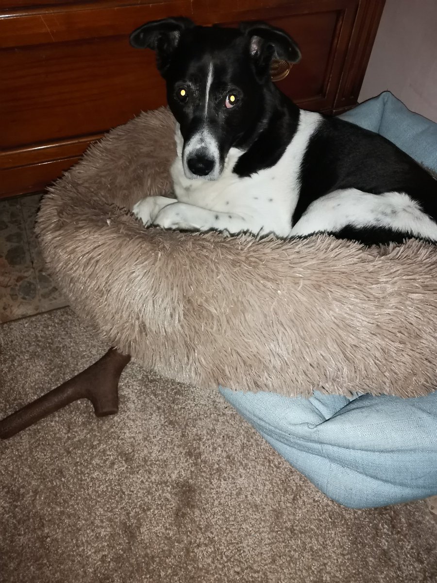IoveneLaura's tweet photo. Ogni tanto si ricorda di essere un #cane 😆 #hugothedog https://t.co/w1D94nQEz3