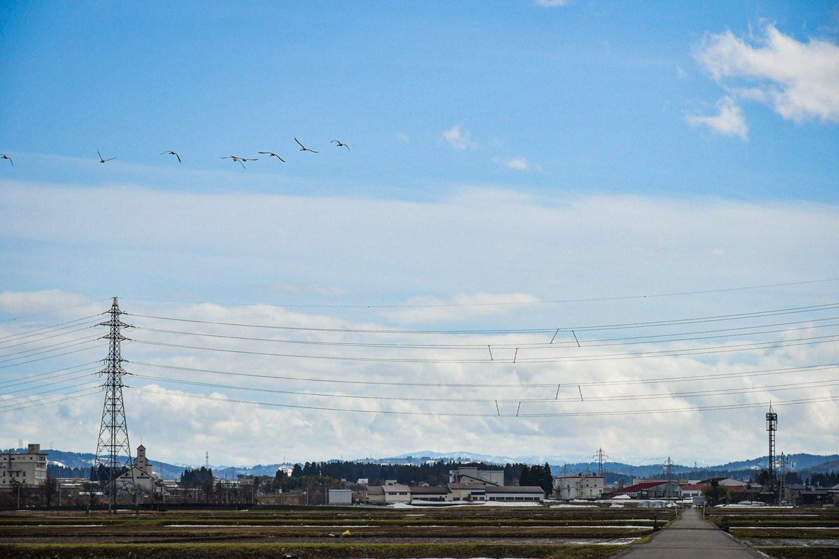 katakai0910's tweet photo. 今日は新作尺玉祭！

北に帰る白鳥の群れも片貝に立ち寄ってくれているようです🦢 https://t.co/RmjGp96JoK