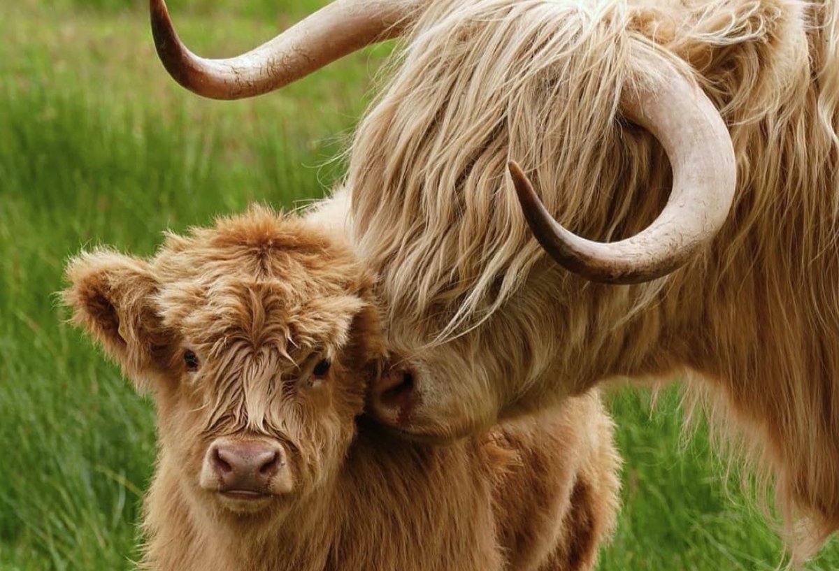 Philip Lymbery tweet media