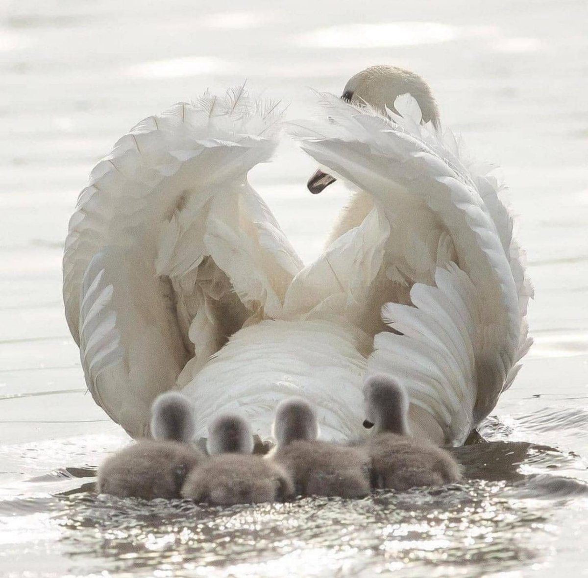 Philip Lymbery tweet media