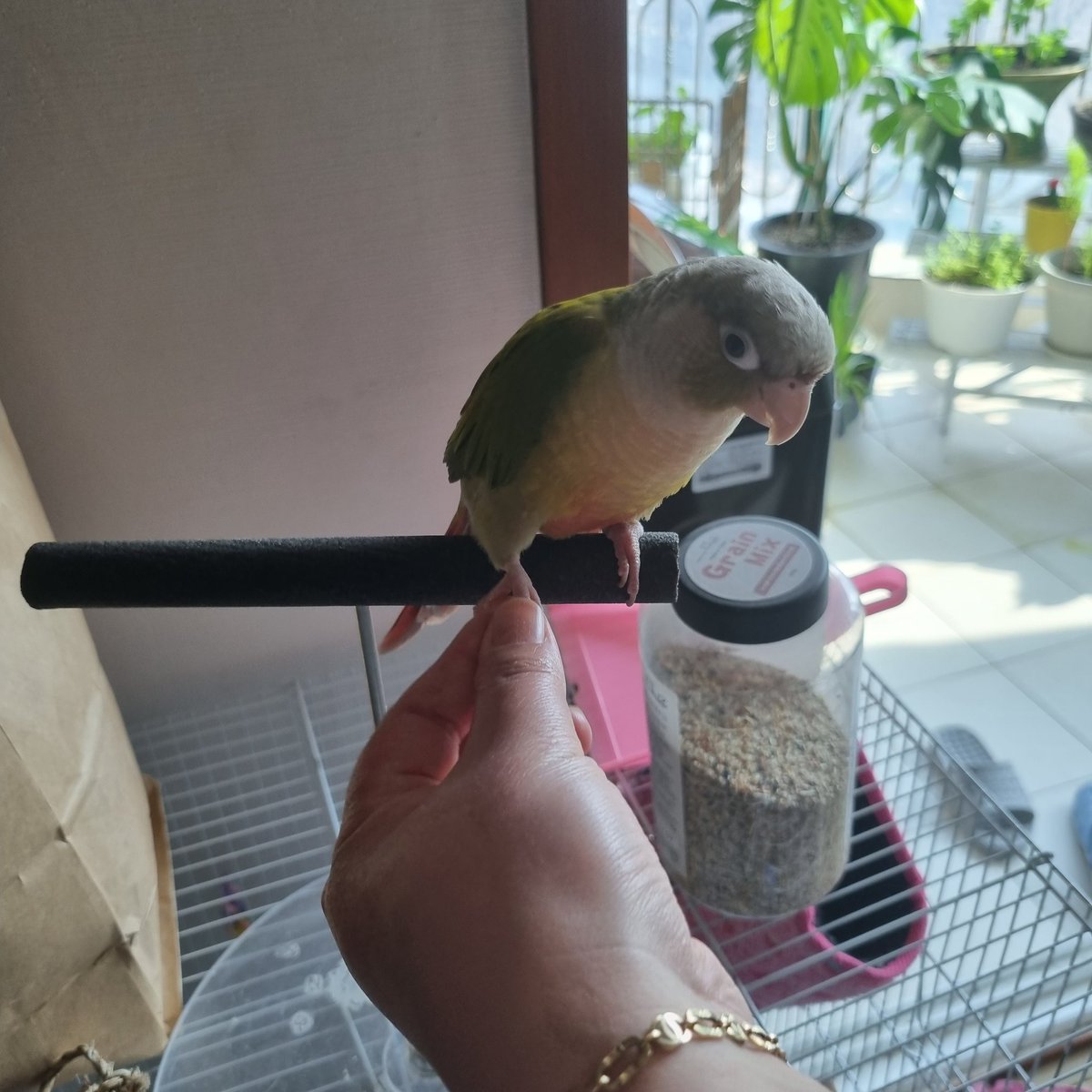 손(?)주는 앵무새