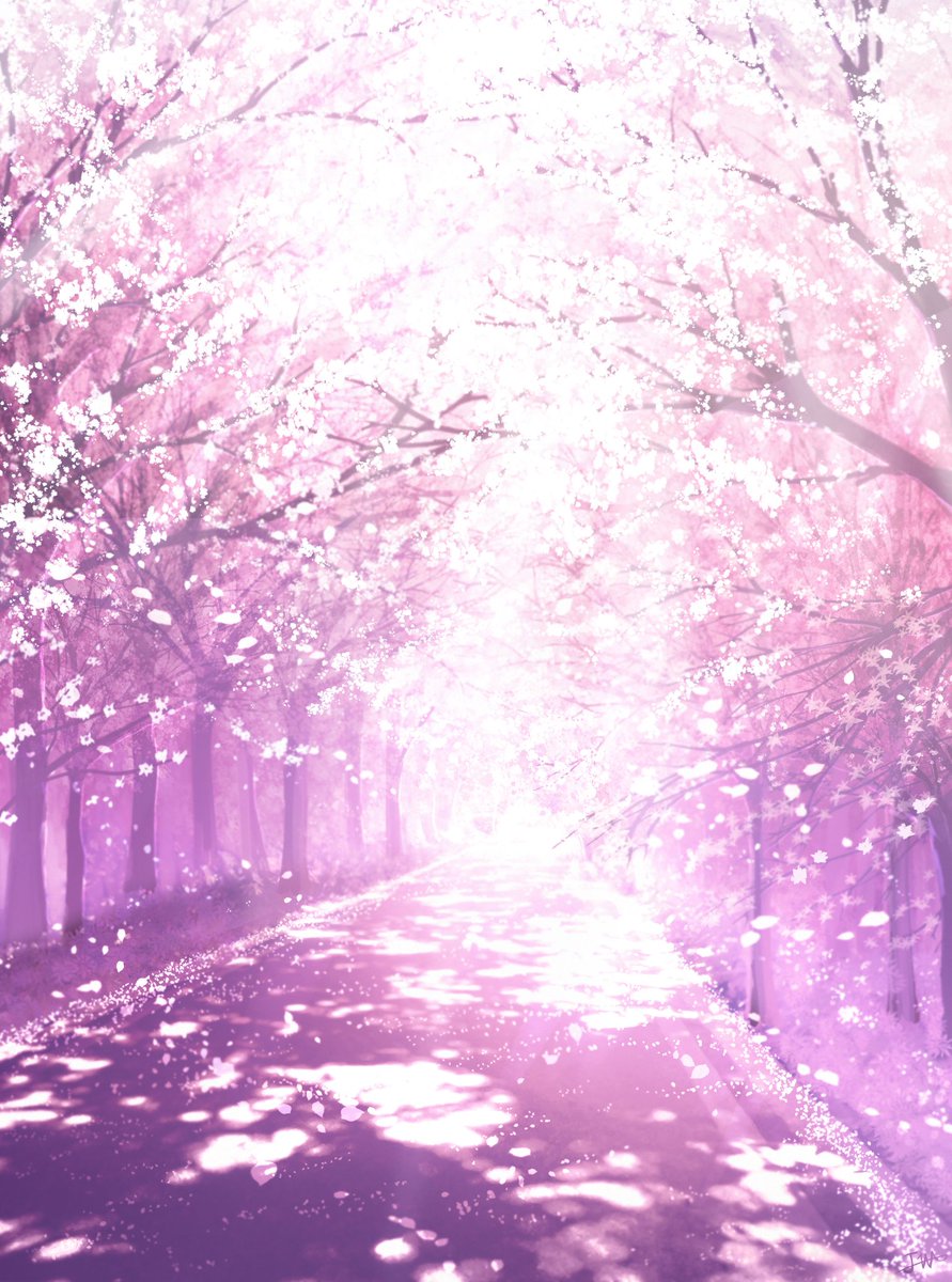 no humans cherry blossoms tree scenery pink theme outdoors sunlight  illustration images