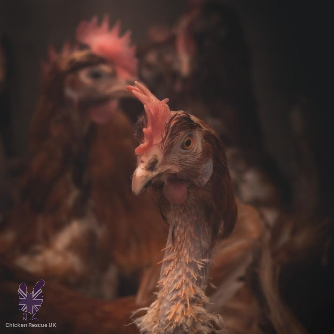 Please consider rehoming a chicken at one of upcoming rehomes by submitting the reservation form on our website and who knows you might even get an egg or two at the end of the day! 
#chickenrescueuk #chickenrescue #rehomingchickens #rescuechickens