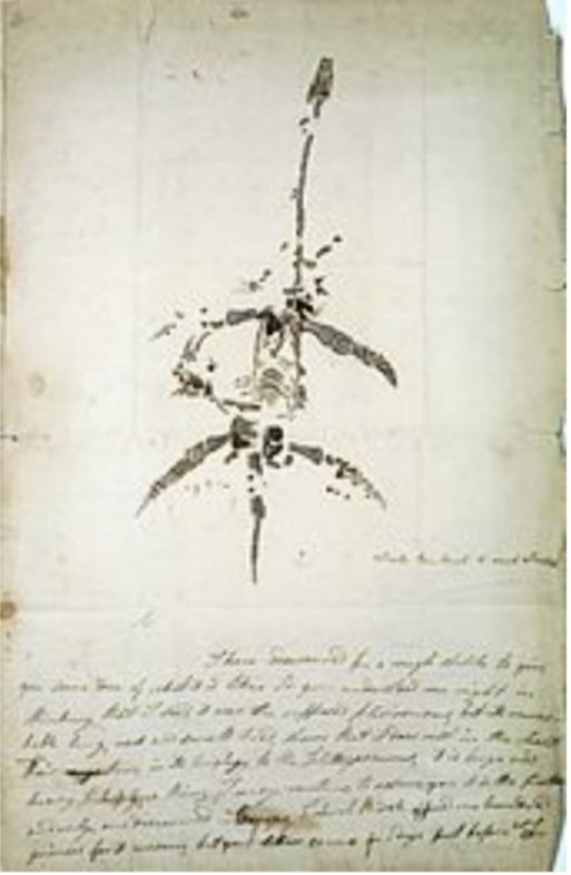 Wee_Plesios's tweet photo. The first complete skeleton of Plesiosaurus was discovered by early paleontologist and fossil hunter Mary Anning in Sinemurian (Early Jurassic)-age rocks of the lower Lias Group in December 1823.

#NFTCommunity #NFTCollection #nftcollector #NFTartist #NFTartwork #NFTProject #NFT https://t.co/ydgZZ0cMaM