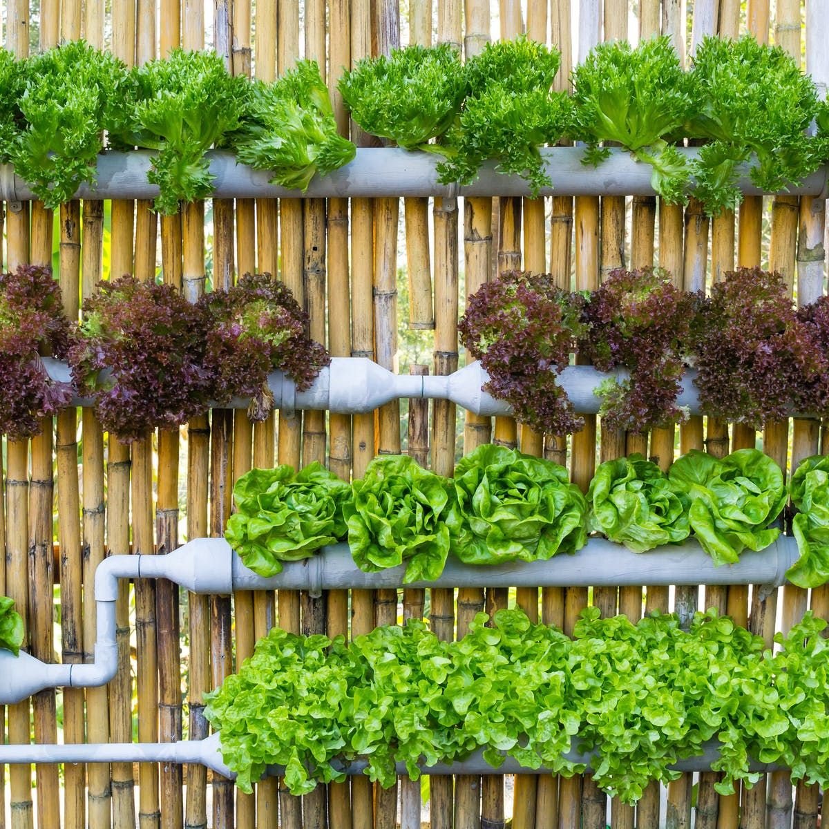 The future of Agriculture
Vertical farming is the farming technology to grow vegetables and soft fruits which takes in controlled agriculture environmental conditions; optimizing soilless farming techniques like hydroponics, aquaponics, and aeroponics. <a href="/AfrifoodsRw/">Afri-Foodsltd</a> <a href="/jcniyomugabo/">Jean Claude NIYOMUGABO</a>