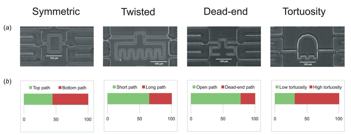 Confinement Mechanobiology Lab at MBI (@confinementlab) on Twitter photo Valuable insights in <a href="/ASMEJournals/">⚙️ ASME Journals ⚙️</a> on the #metastatic potential of breast cancer cell lines in #confinement using #microfluidic devices with varying hydraulic resistance. -TL
doi.org/10.1115/1.4053… Valuable insights in <a href="/ASMEJournals/">⚙️ ASME Journals ⚙️</a> on the #metastatic potential of breast cancer cell lines in #confinement using #microfluidic devices with varying hydraulic resistance. -TL
doi.org/10.1115/1.4053…