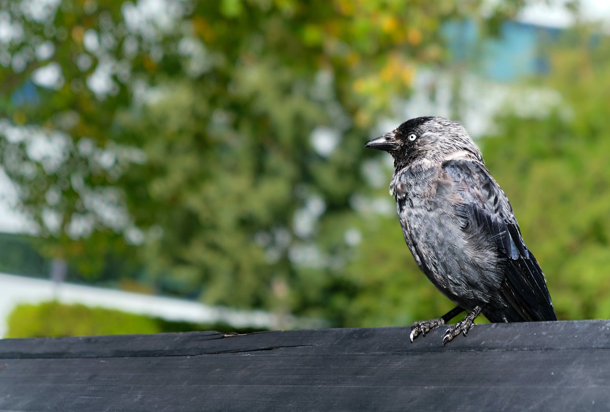 HoopoeAdventure's tweet photo. #EurasianJackdaw #קאק #birds https://t.co/GptA2MHCAa