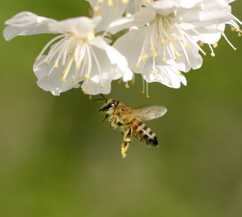 NMehuys's tweet photo. Fijne zondag en we vliegen erin 🐝🐝#bee #lente #Primavera #nature #naturaleza #macrophotography #NaturePhotography https://t.co/Q8EInwH9R1