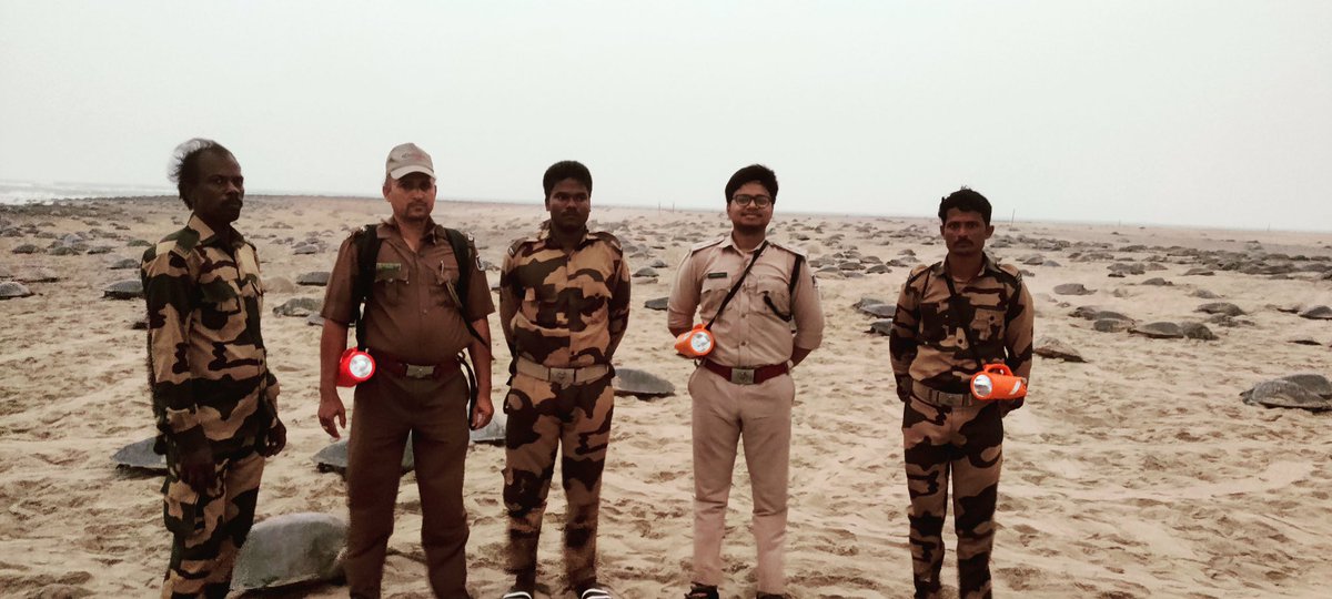 jd_pati's tweet image. Day 2 #arribada #OliveRidley #massnesting #gahirmatha #odisha

Day-1   2,45,188 😁😁
Day-2   1,84,994😁😁