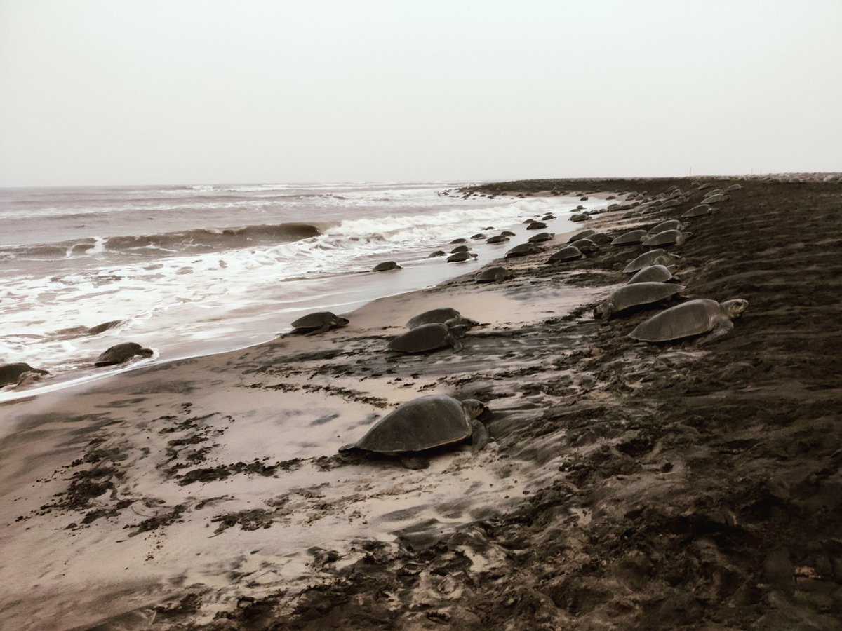 jd_pati's tweet image. Day 2 #arribada #OliveRidley #massnesting #gahirmatha #odisha

Day-1   2,45,188 😁😁
Day-2   1,84,994😁😁