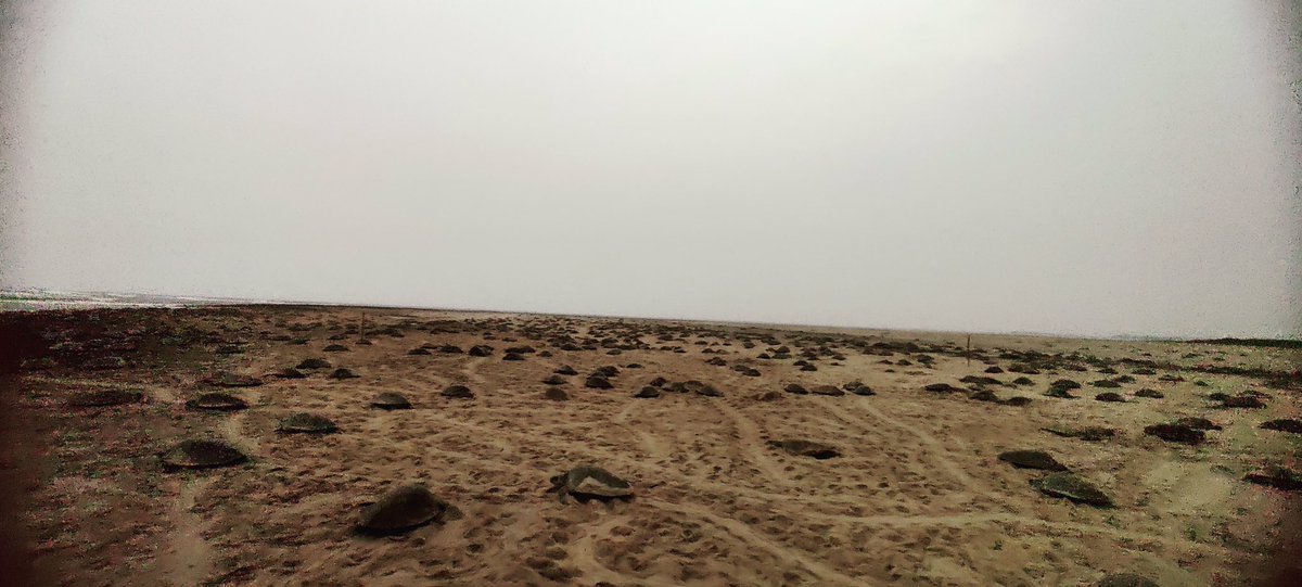 jd_pati's tweet image. Day 2 #arribada #OliveRidley #massnesting #gahirmatha #odisha

Day-1   2,45,188 😁😁
Day-2   1,84,994😁😁