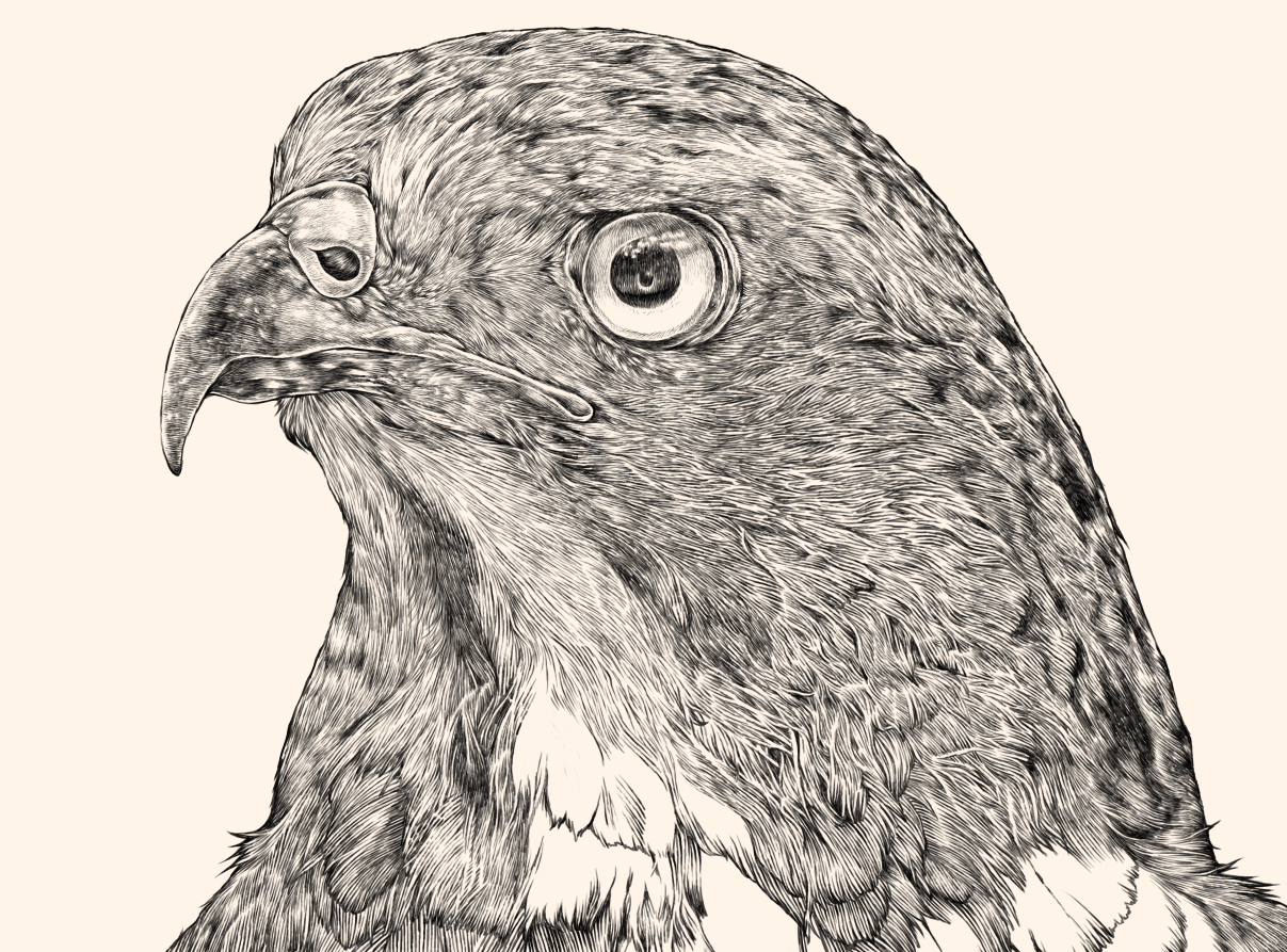 Riverk11 猛禽類の作品を増やそうと思っています 猛禽類の作品で 今年どこかで展示が出来ないかと考えています イラストレーション 猛禽類 鳥のイラスト 動物イラストレーション アート ワイルドライフアート T Co 4kj99lgy Twitter