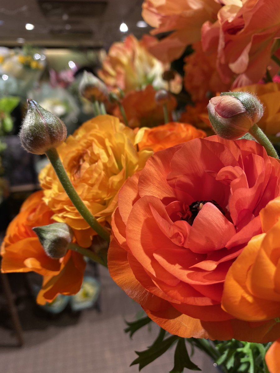 PHOENIXflower_'s tweet photo. そろそろ会えなくなるお花たち
 #ラナンキュラス 
とっても花びらが多く、ふわふわとした質感が特徴です♪

送別の贈り物やご自宅用にも✨ https://t.co/uw5r6O0el3