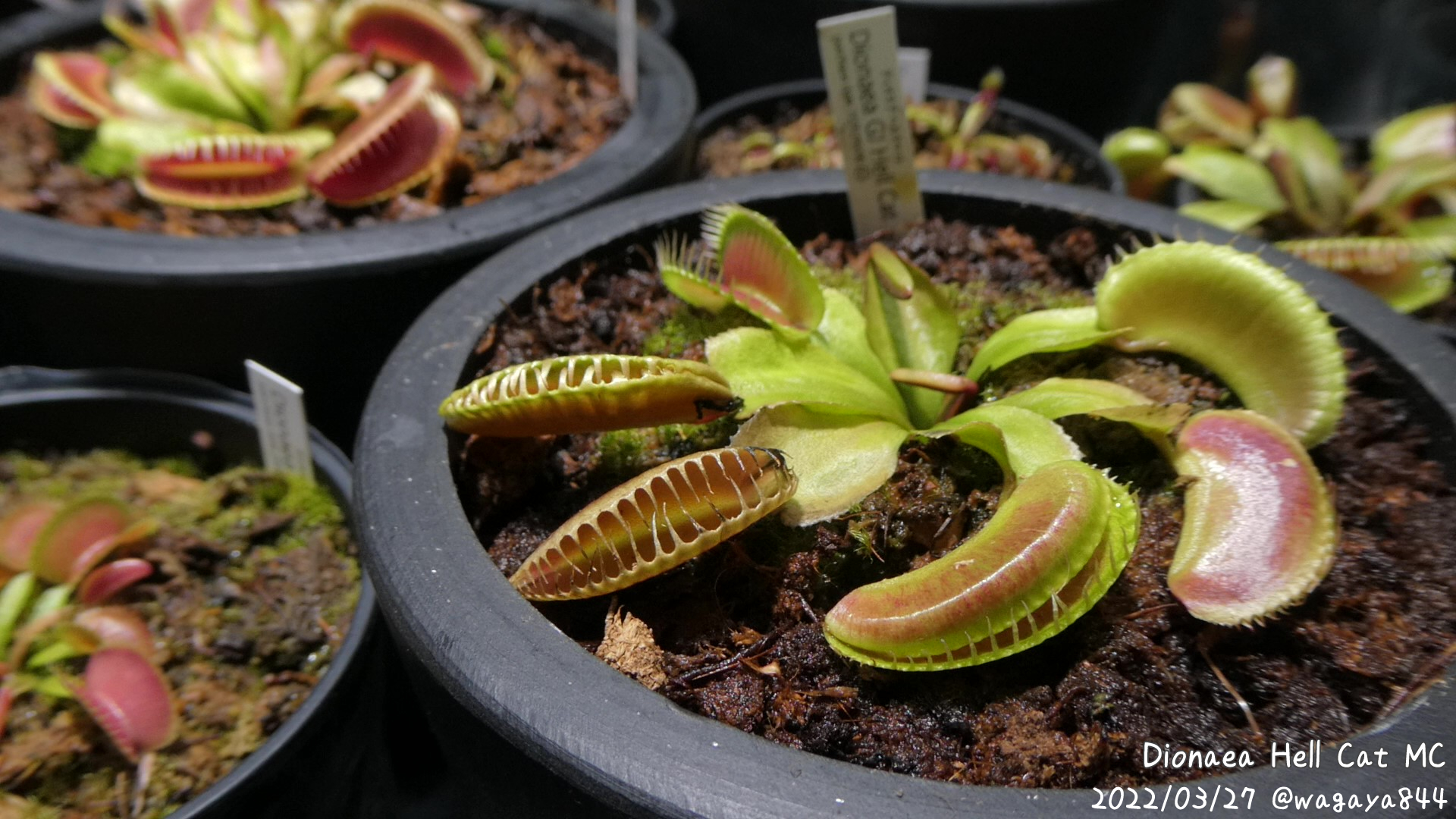 我が家の食虫植物 -Carnivorous plant of my home- on X