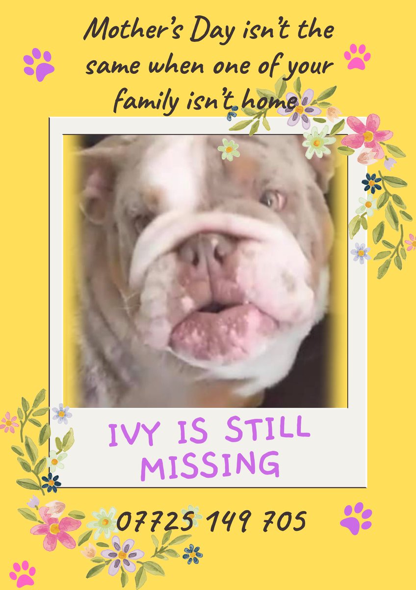 💕💫💕💫💕 Thinking today of all the mums’ whose fur babies have been stolen from them …the hole in the heart never heals… xxx 💕💫💕💫💕 #MothersDay #dogsoftwitter #sundayvibes #ClocksGoForward #puppiesoftwitter #missing #SundayThoughts