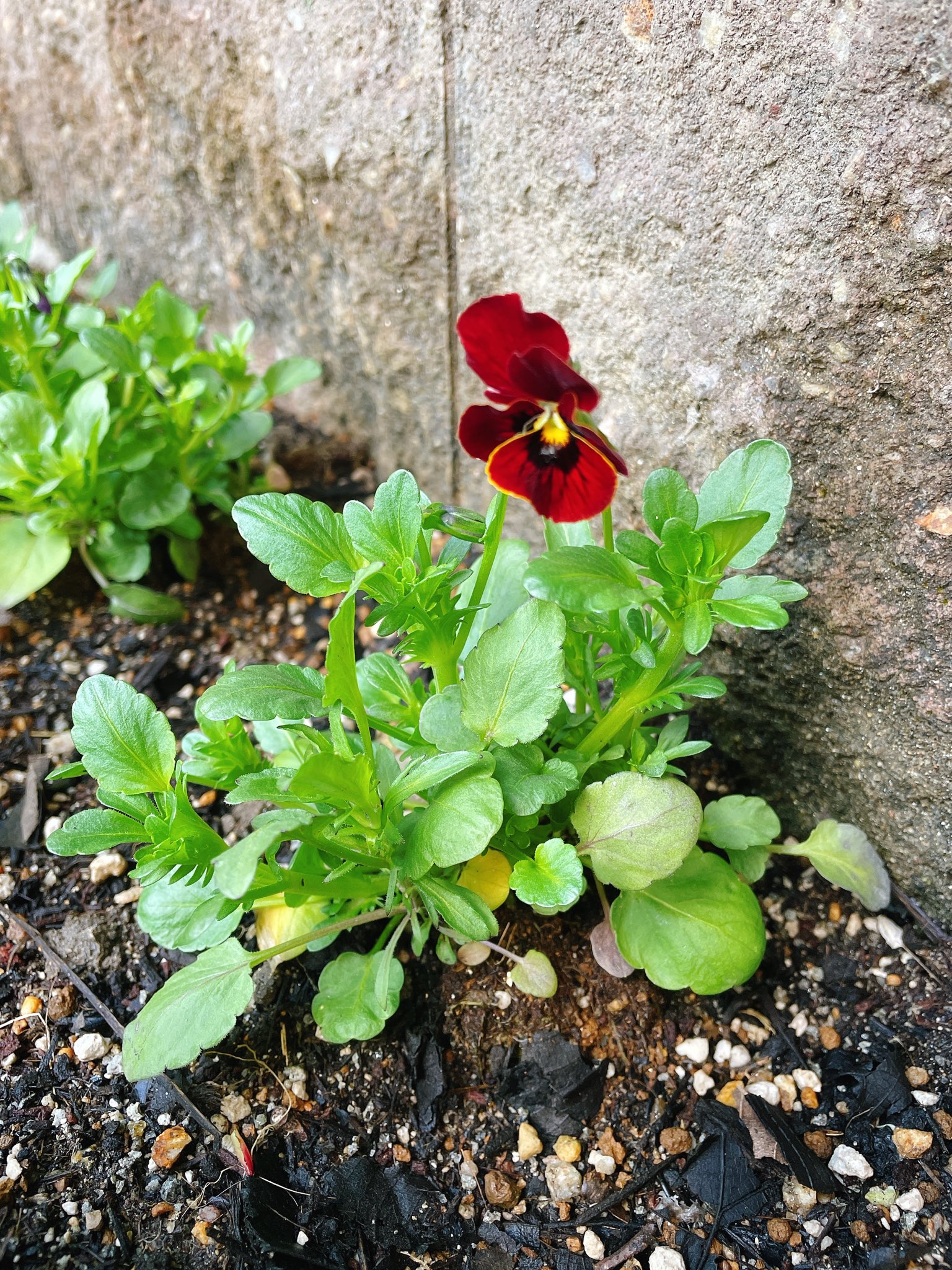 تويتر Mimiカジっ على تويتر 種まきビオラ ﾟ 昨年10月に種から育てたビオラに 初めて花が咲きました 遅い 種まきビオラ 花のある暮らし T Co 2p4t1ntfny