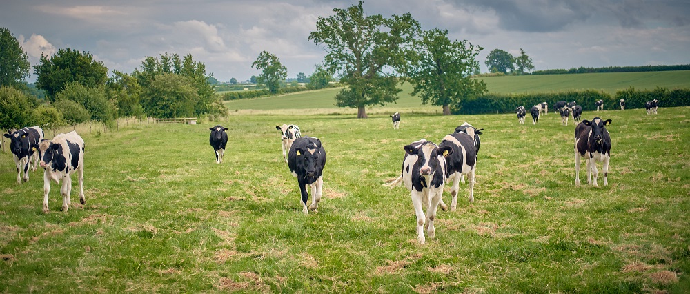 Our most popular technical podcasts from the last 12 months:

- Successful grazing strategies for youngstock: bit.ly/3D3Z3yR
- Breeding more environmentally friendly cows: bit.ly/3dAIIFY
- Creating the perfect environment for calves: bit.ly/3DFo8Pp